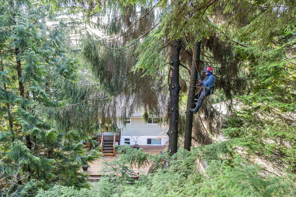 Devine Arboricultural Solutions