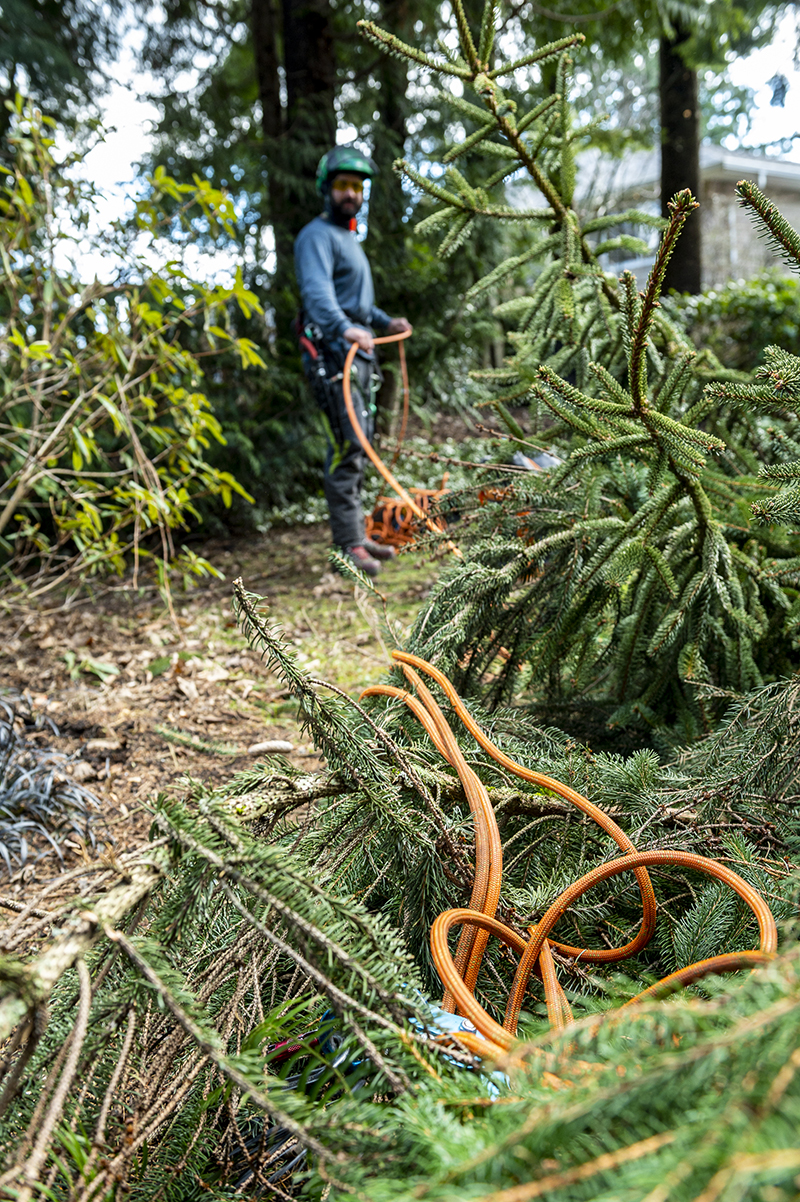 Tiger Devine Performing A Tree Risk Assessment