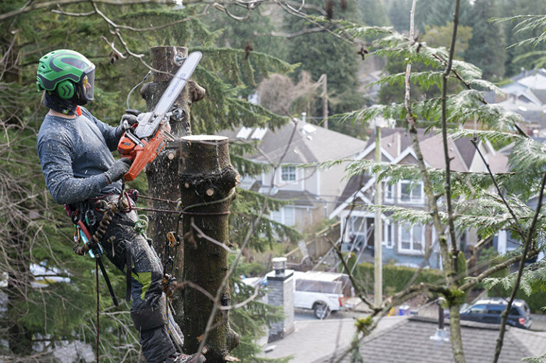 A Complete Guide To Tree Removal In Vancouver