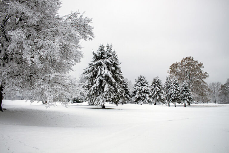 7 ways to protect your trees from snow storms in vancouver