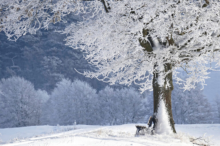 Can You Plant Trees In Vancouver In Winter